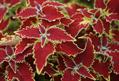 Buntnessel , Solenostemon scutellarioides
